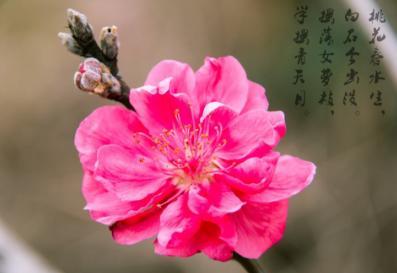 虎威千里镇八方，桃花尽口，打一生肖，科学解答解释落实_gv39.11.13